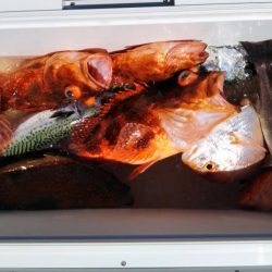 ジギング釣り果